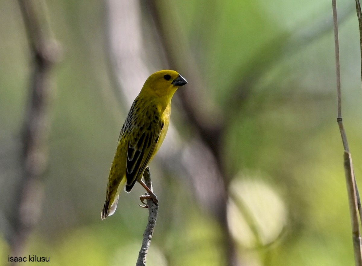 Anomalospize parasite - ML647121895
