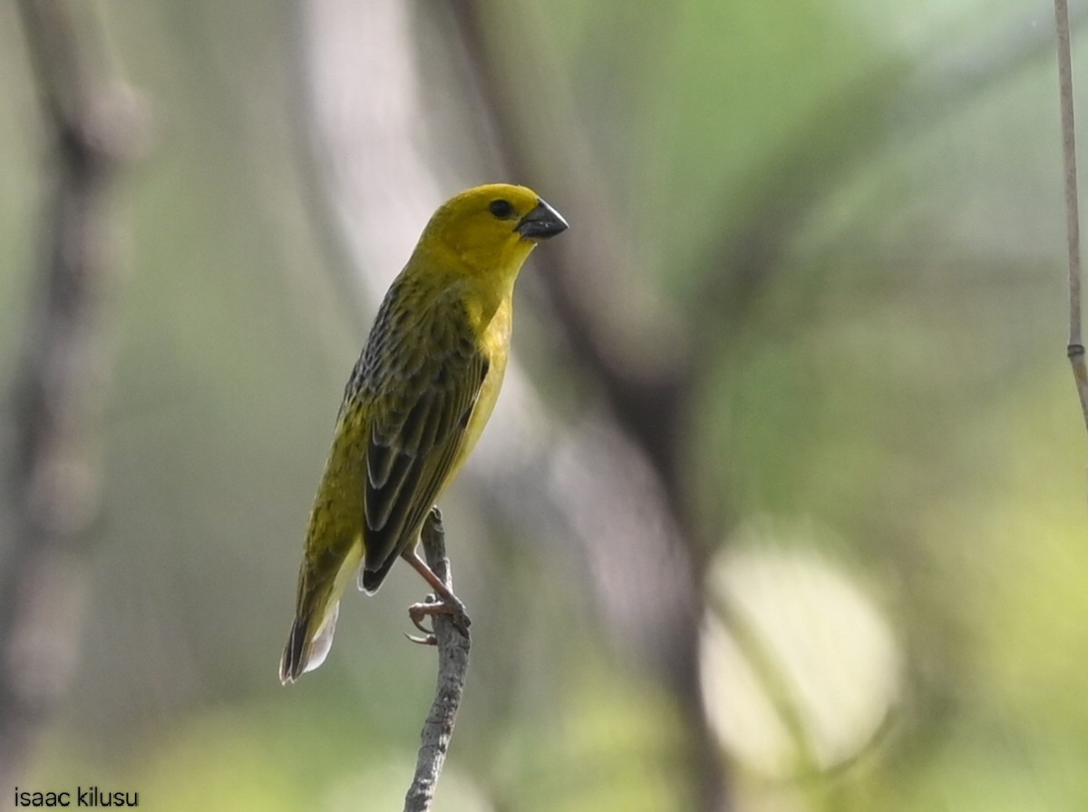 Anomalospize parasite - ML647121896