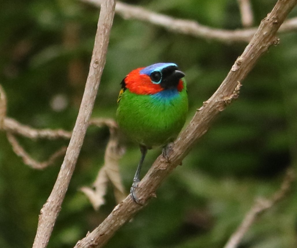 Tangara Militar - ML647121910