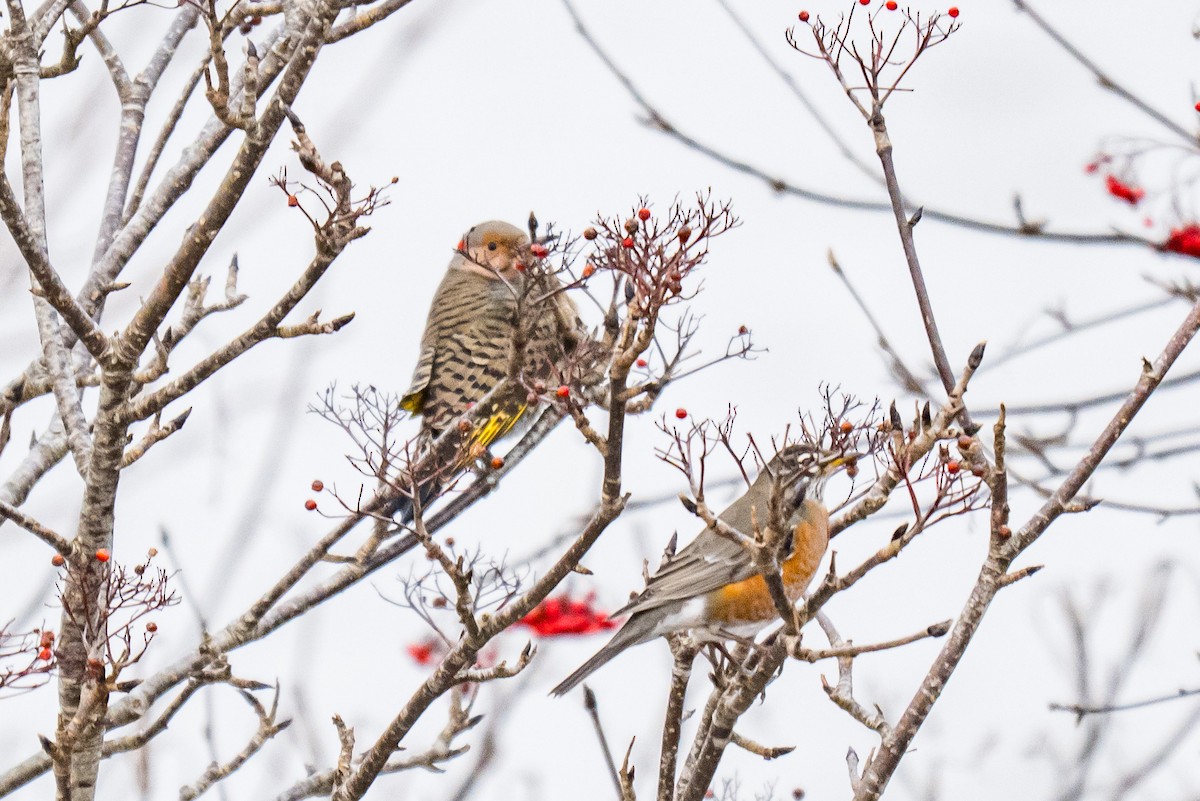 Northern Flicker - ML647121917