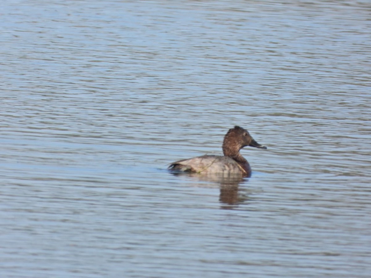 Common Pochard - ML647121919