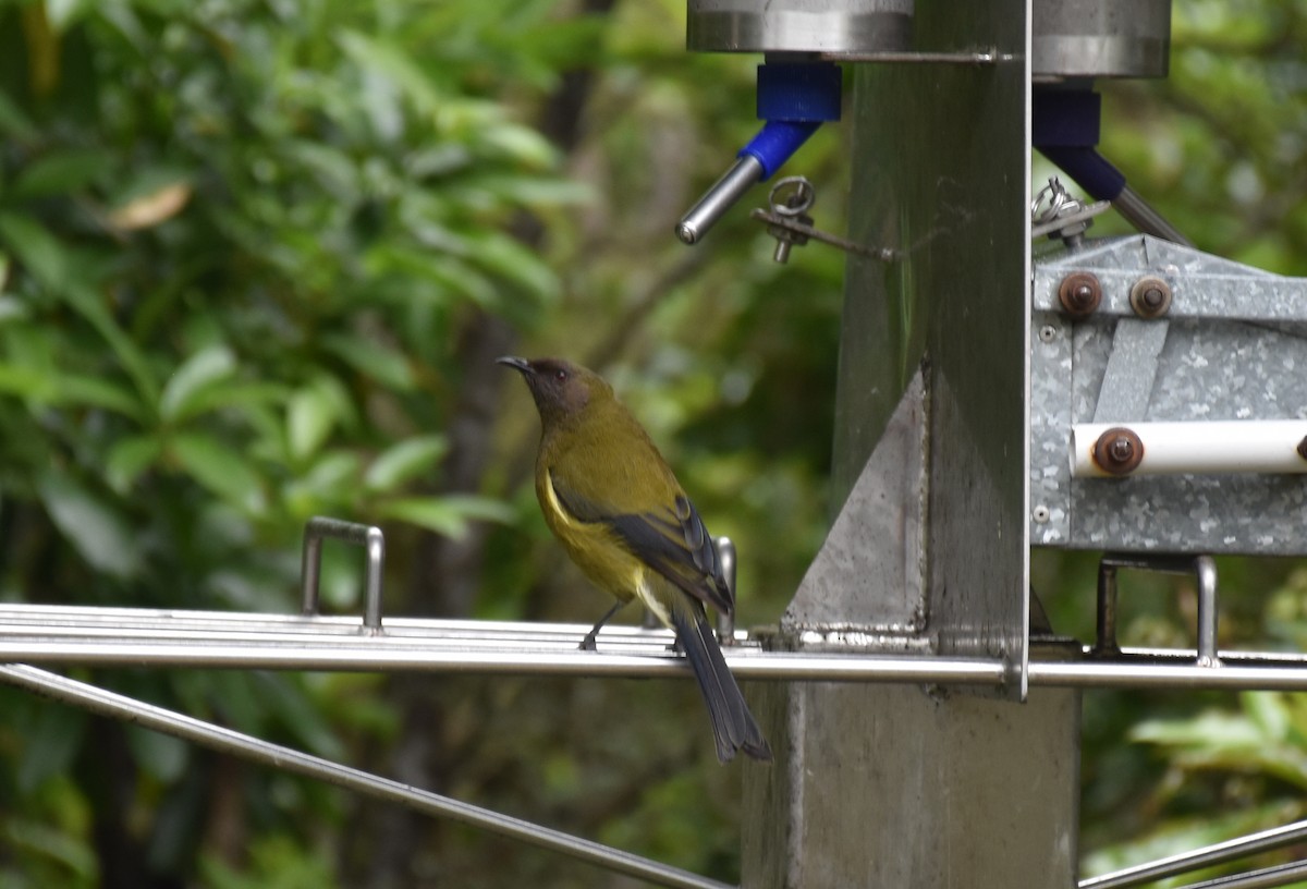 New Zealand Bellbird - ML647121933