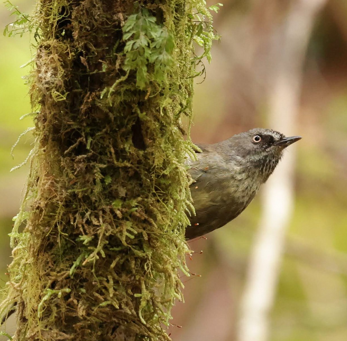 Тасманийская кустовка - ML647121937