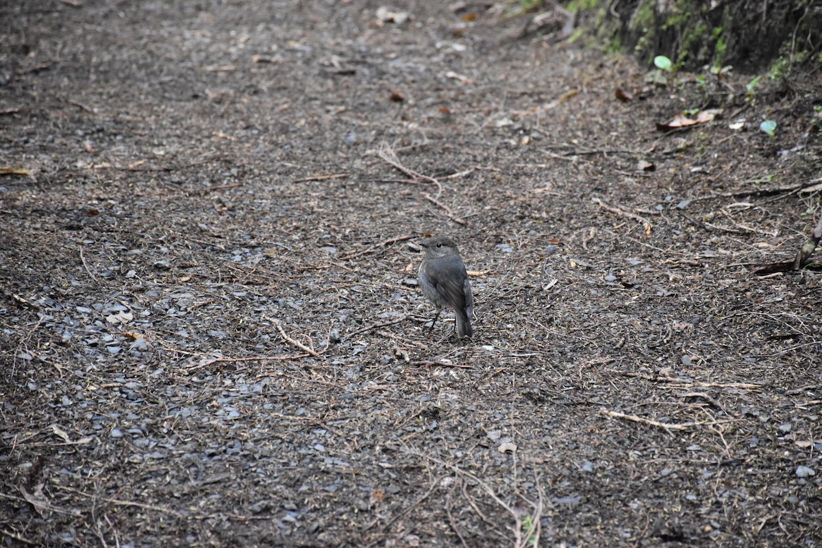 South Island Robin - ML647121938