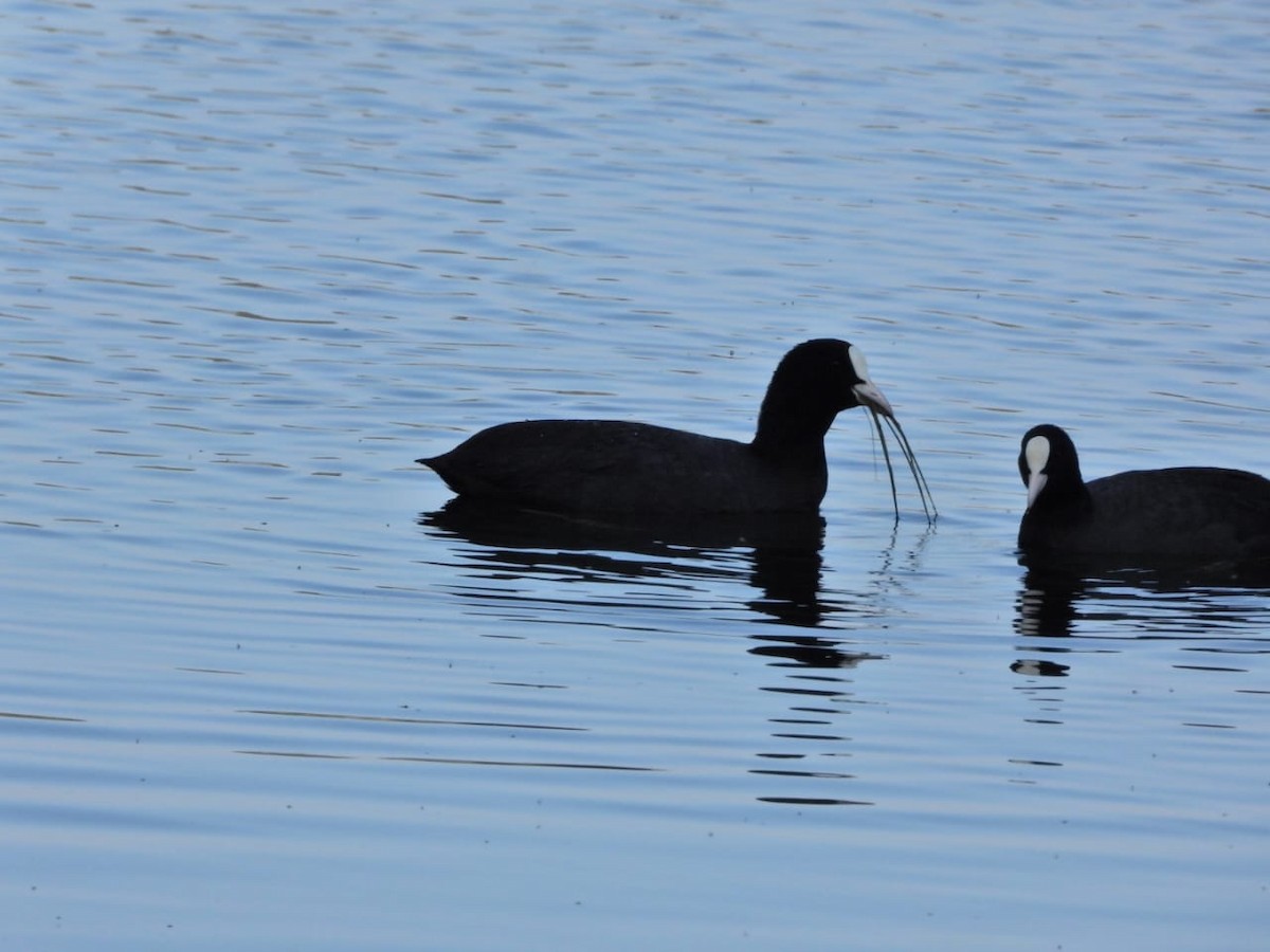 Eurasian Coot - ML647121939