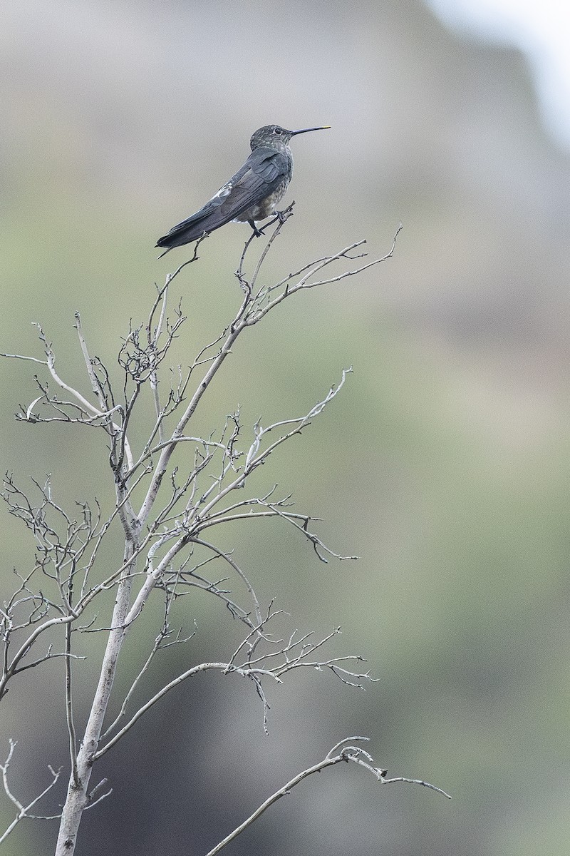 kolibřík velký - ML647121946