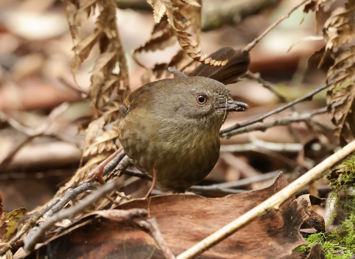 Тасманийская кустовка - ML647121953