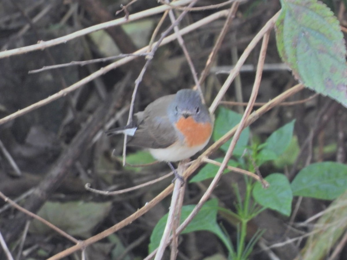 Red-breasted Flycatcher - ML647121962