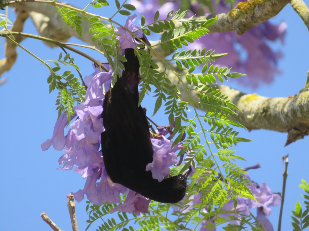 Amethyst Sunbird - ML647121965