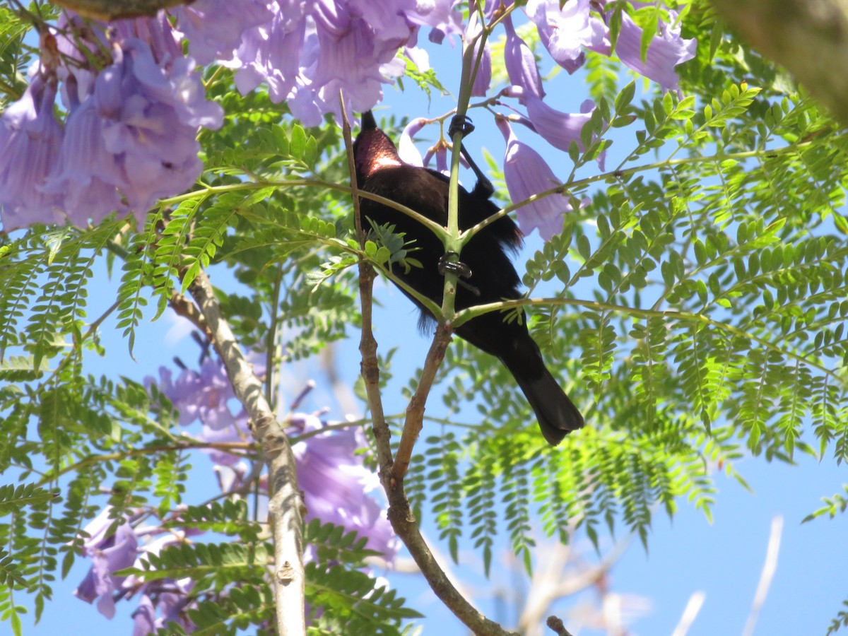 Amethyst Sunbird - ML647121966