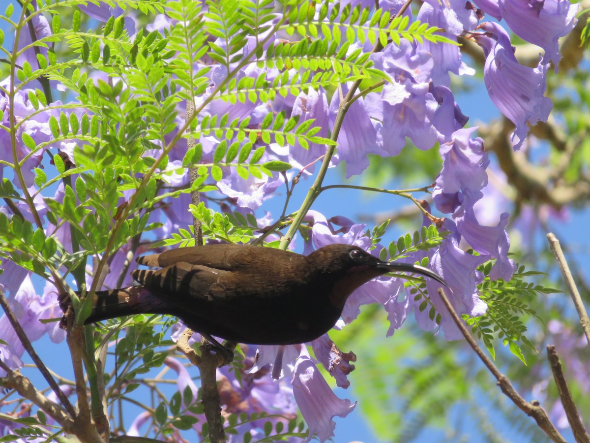 Amethyst Sunbird - ML647121967