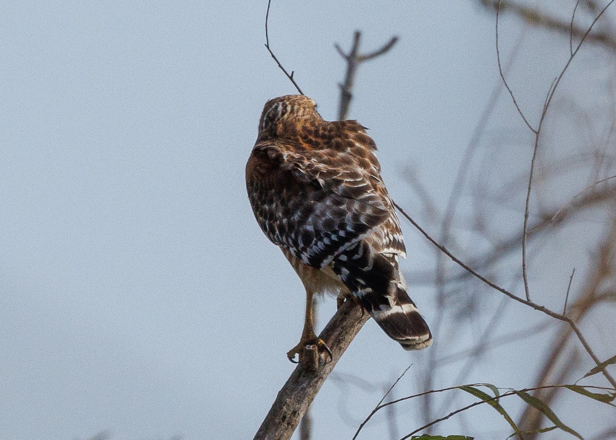 Kızıl Omuzlu Şahin - ML647121969