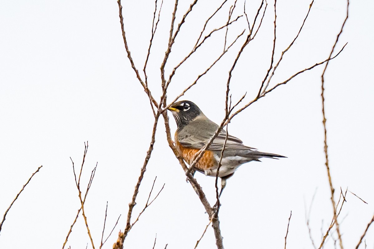 American Robin - ML647121976