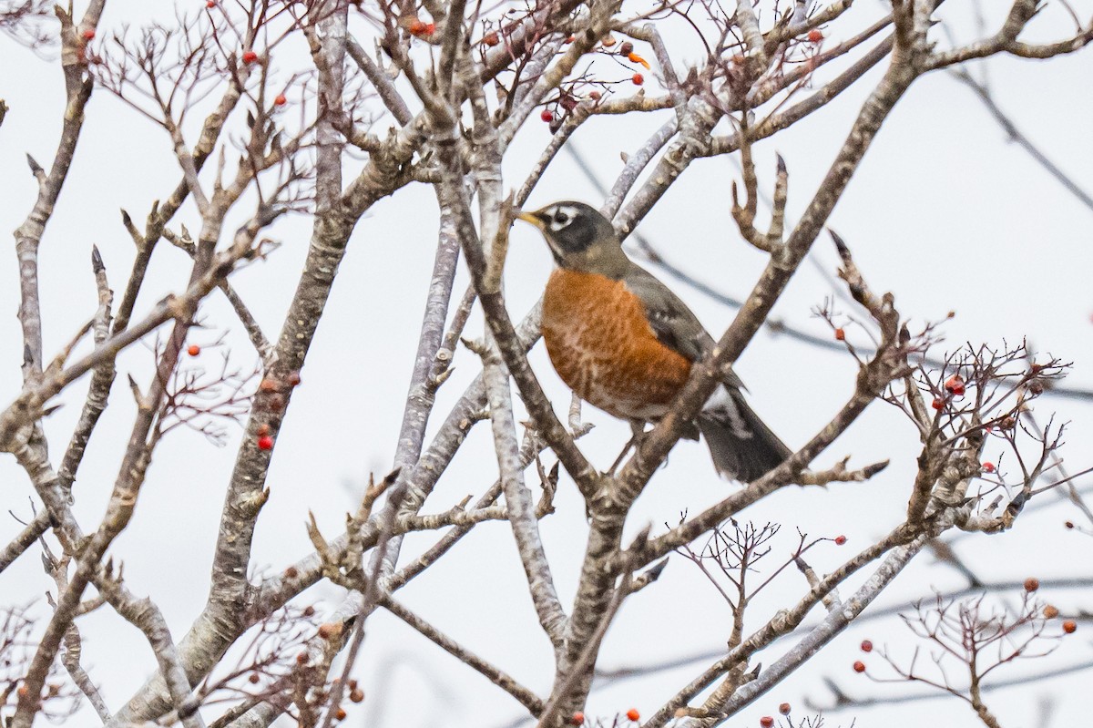 American Robin - ML647121977