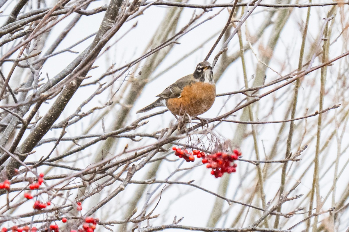 American Robin - ML647121978