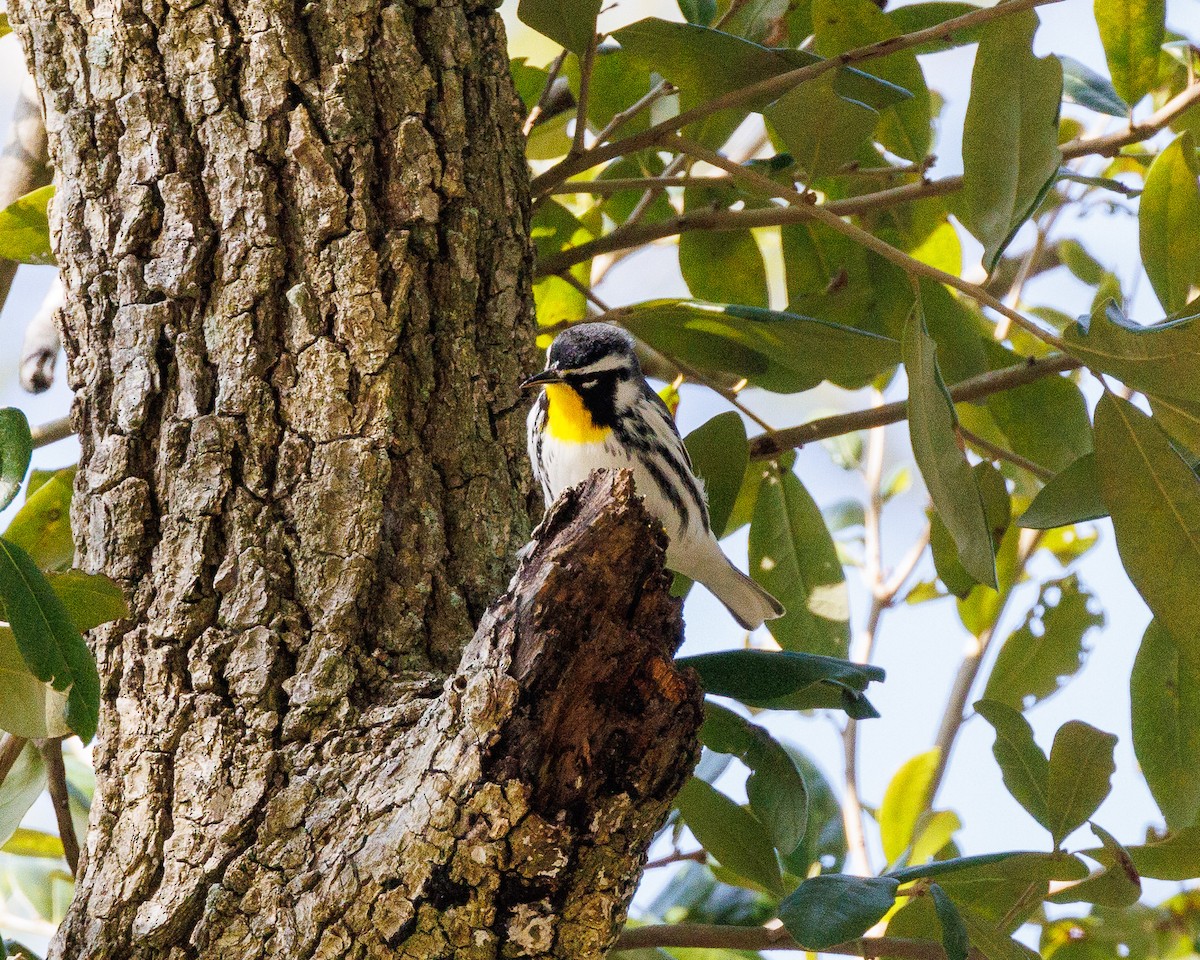 Sarı Gerdanlı Ötleğen - ML647121983