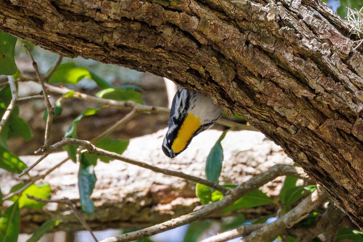 Sarı Gerdanlı Ötleğen - ML647121984