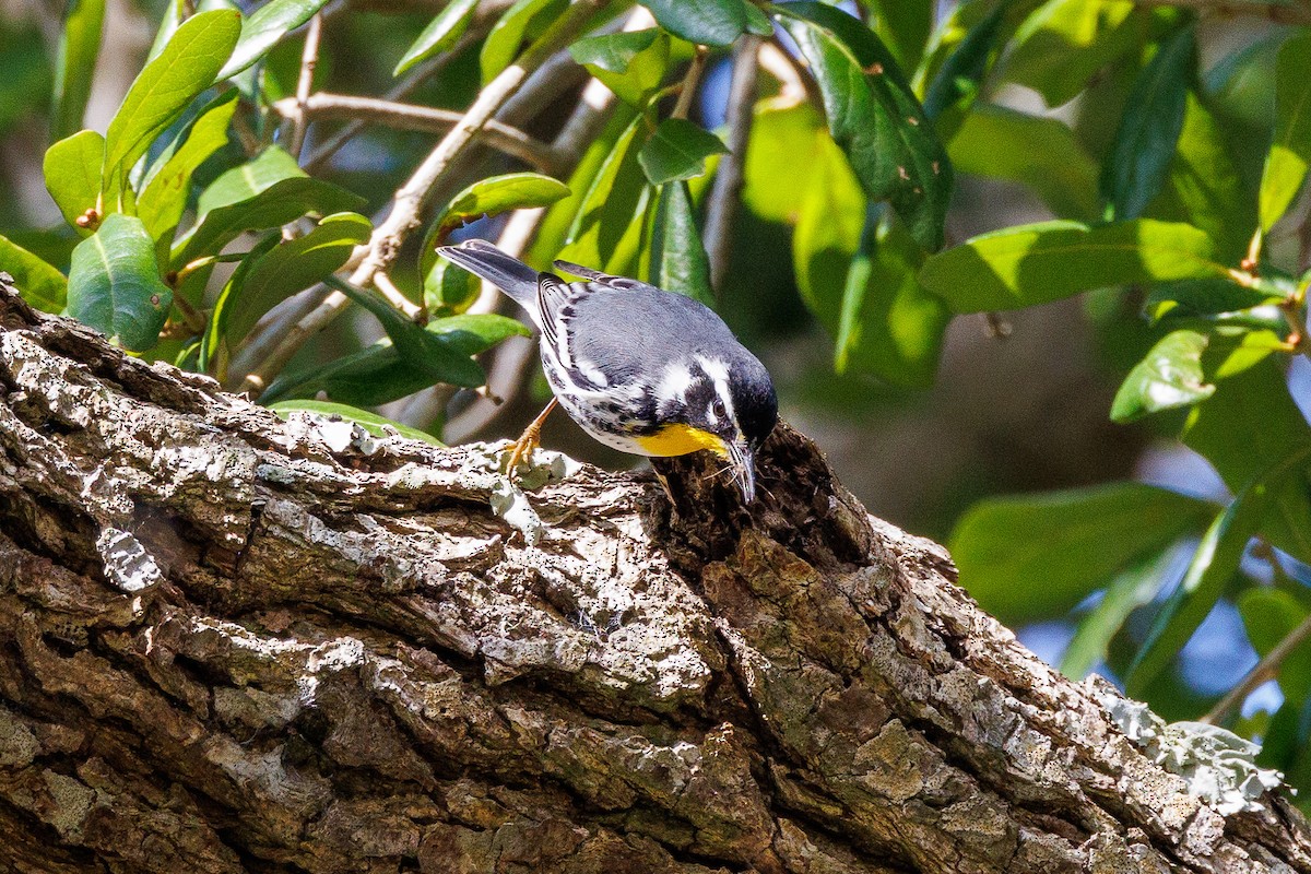 Sarı Gerdanlı Ötleğen - ML647121985