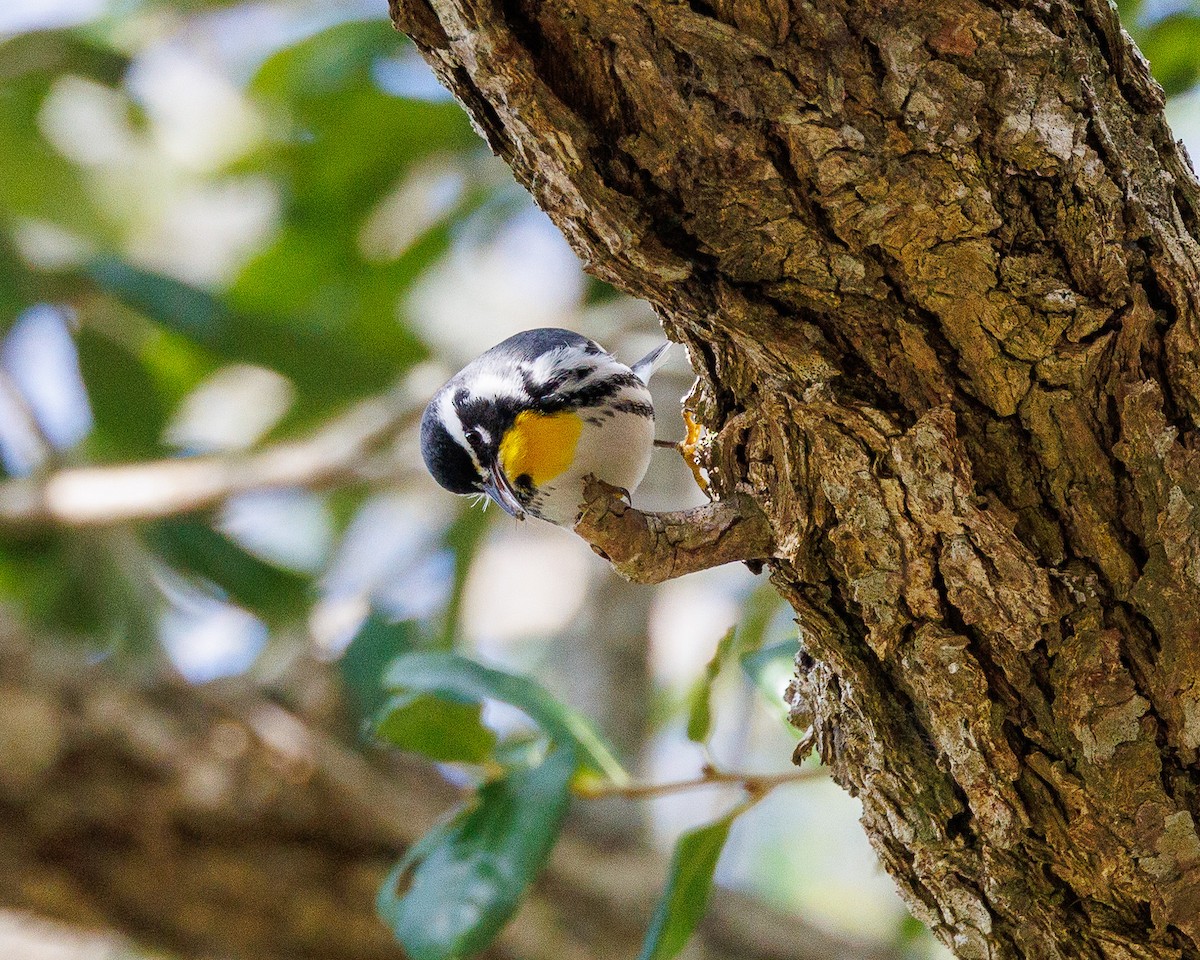 Sarı Gerdanlı Ötleğen - ML647121986