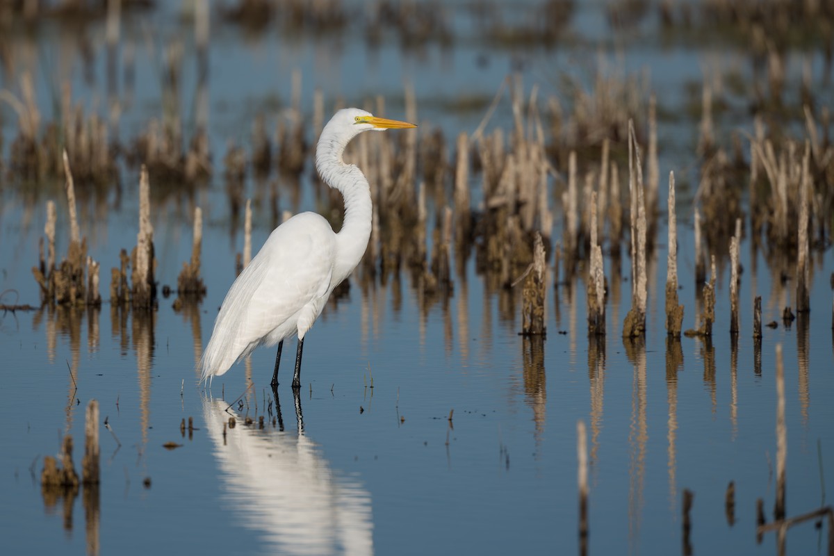 Koartza zuria (amerikarra) - ML647121993