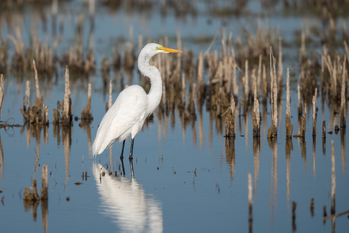Koartza zuria (amerikarra) - ML647121994