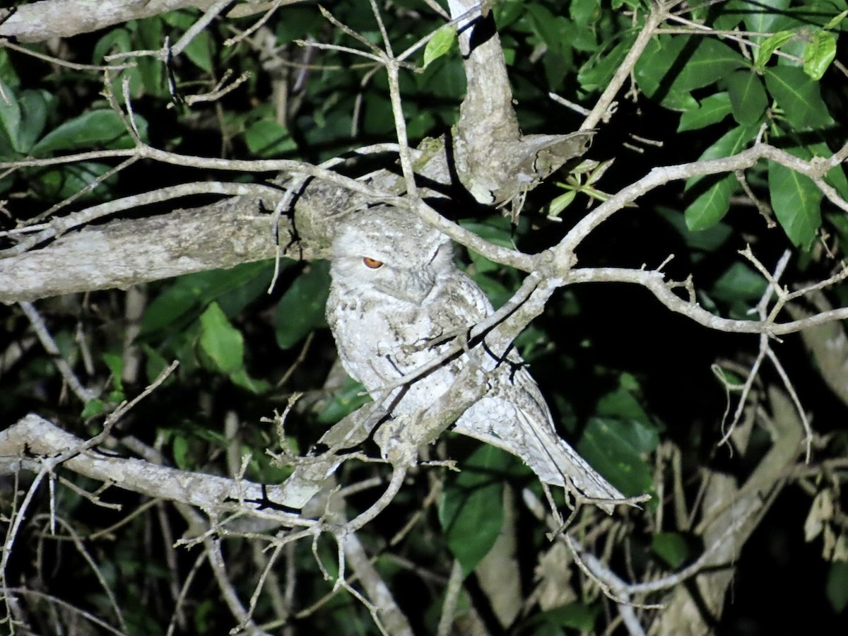 パプアガマグチヨタカ - ML647121997