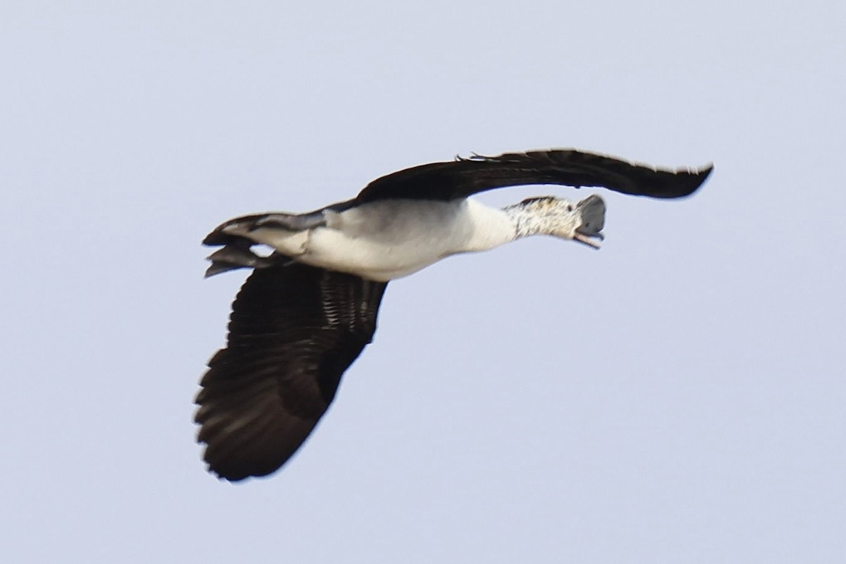 Knob-billed Duck - ML647121998