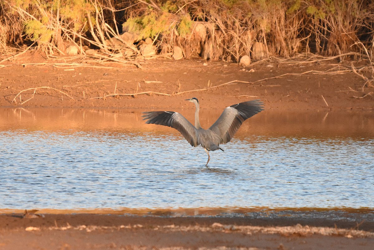 Gray Heron - ML647122000