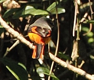 Личинкоїд сірощокий - ML647122012