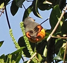 Личинкоїд сірощокий - ML647122013