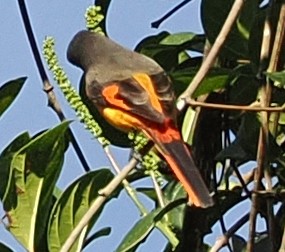 Личинкоїд сірощокий - ML647122014