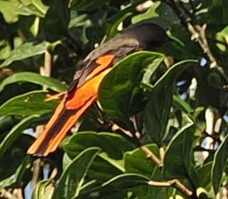 Личинкоїд сірощокий - ML647122016