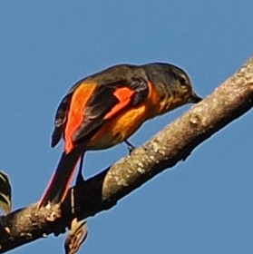 Личинкоїд сірощокий - ML647122017