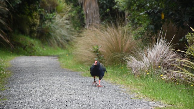 South Island Takahe - ML647122024