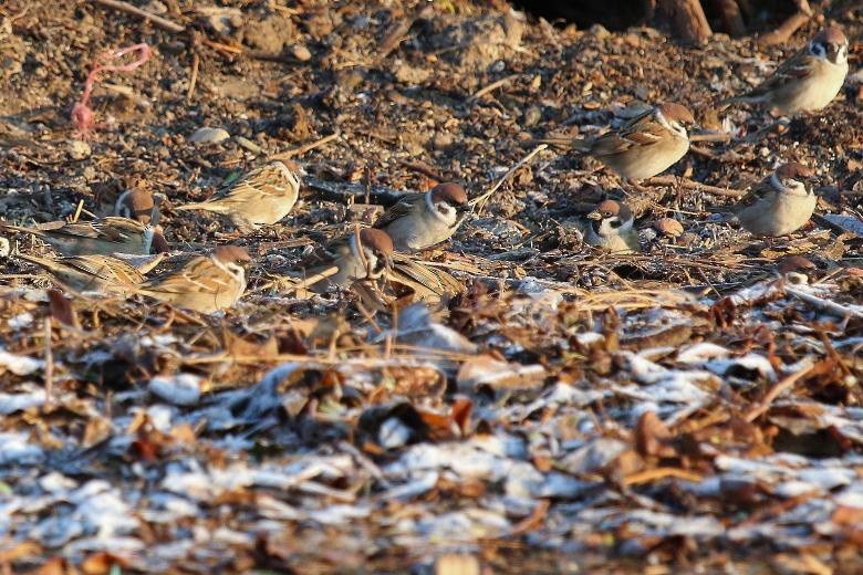 Eurasian Tree Sparrow - ML647122026