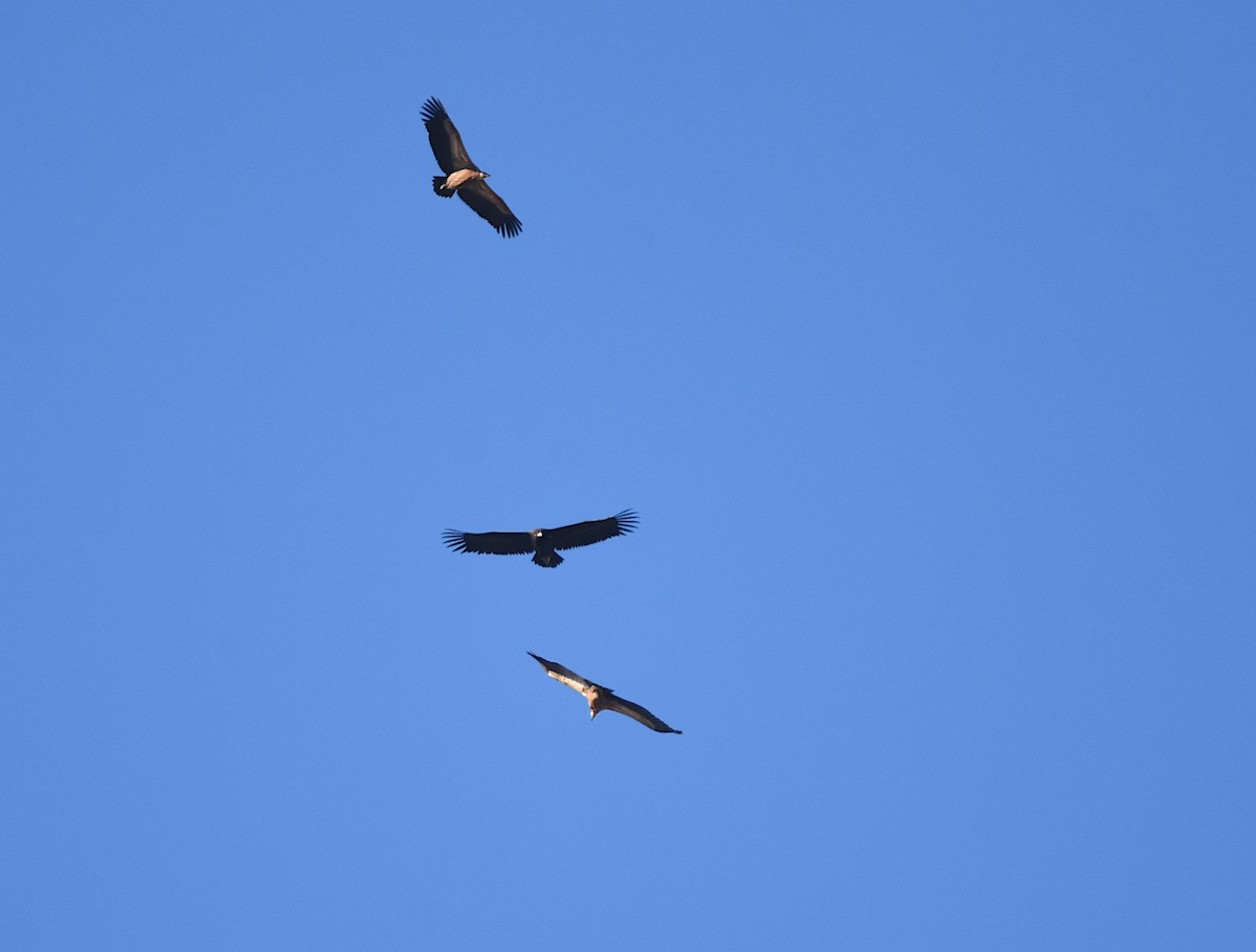 クロハゲワシ - ML647122030