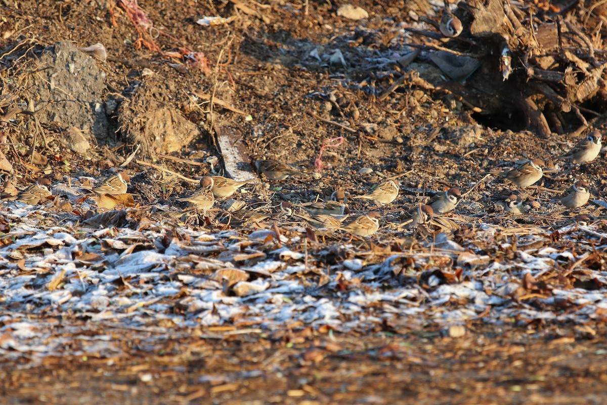 Eurasian Tree Sparrow - ML647122031