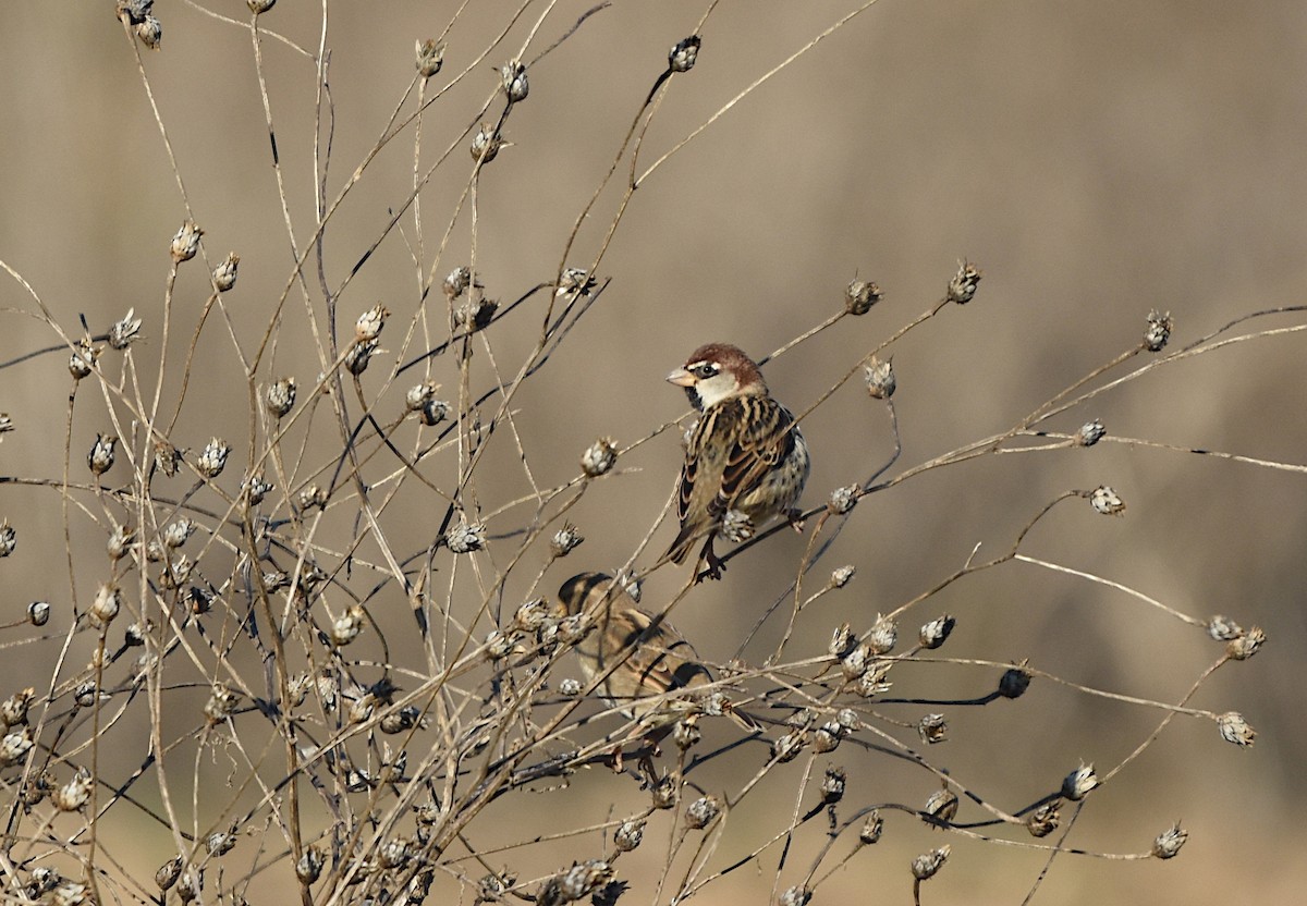 Spanish Sparrow - ML647122033