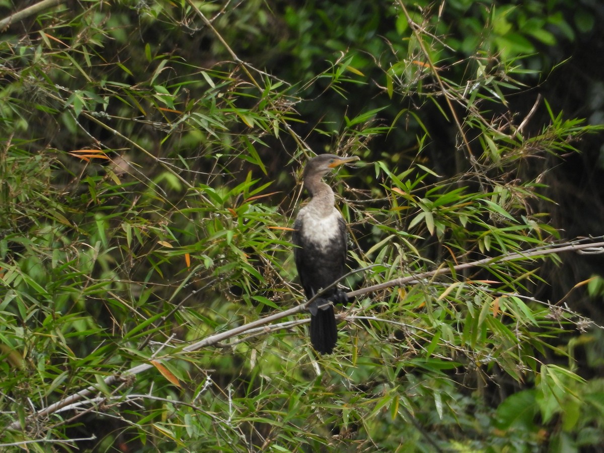 Neotropic Cormorant - ML647122035