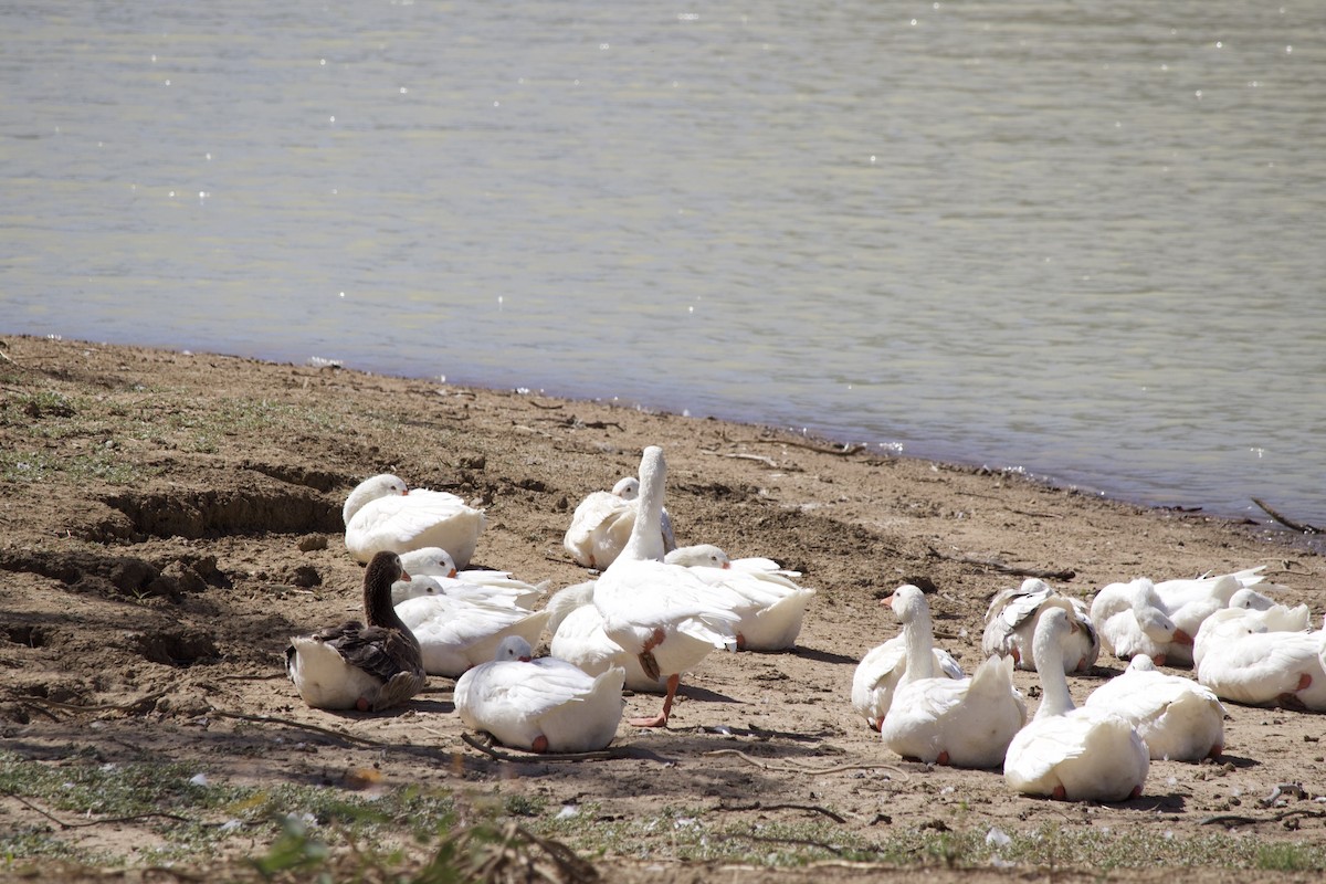 Graylag Goose (Domestic type) - ML647122038