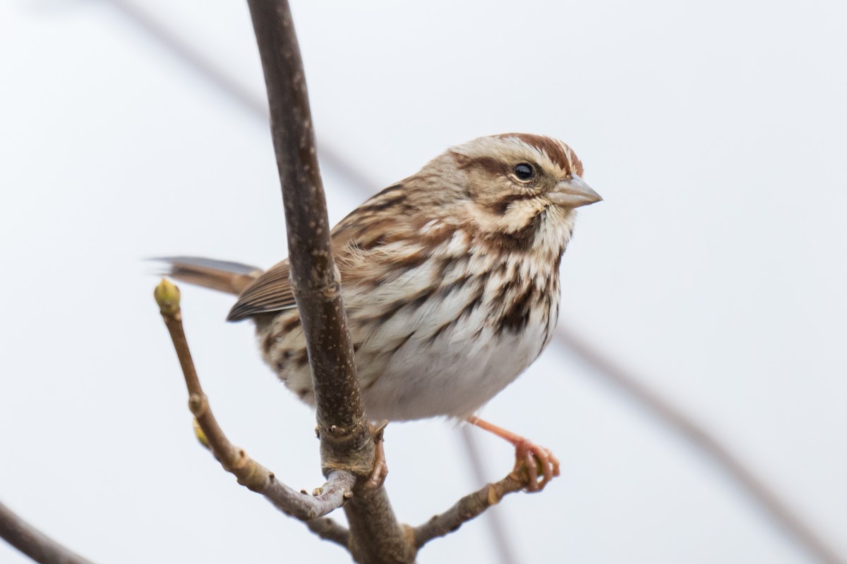 Song Sparrow - ML647122041