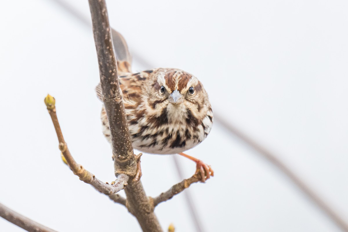 Song Sparrow - ML647122042
