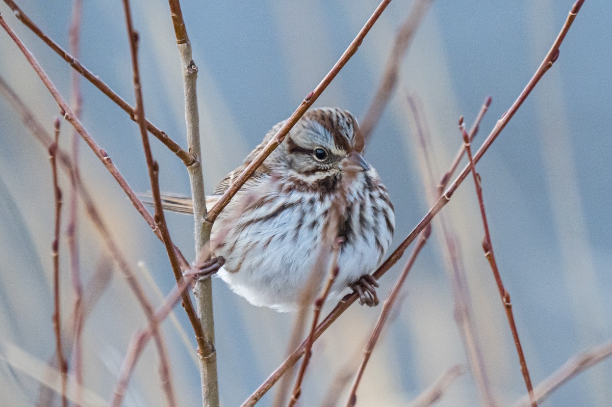 Song Sparrow - ML647122043