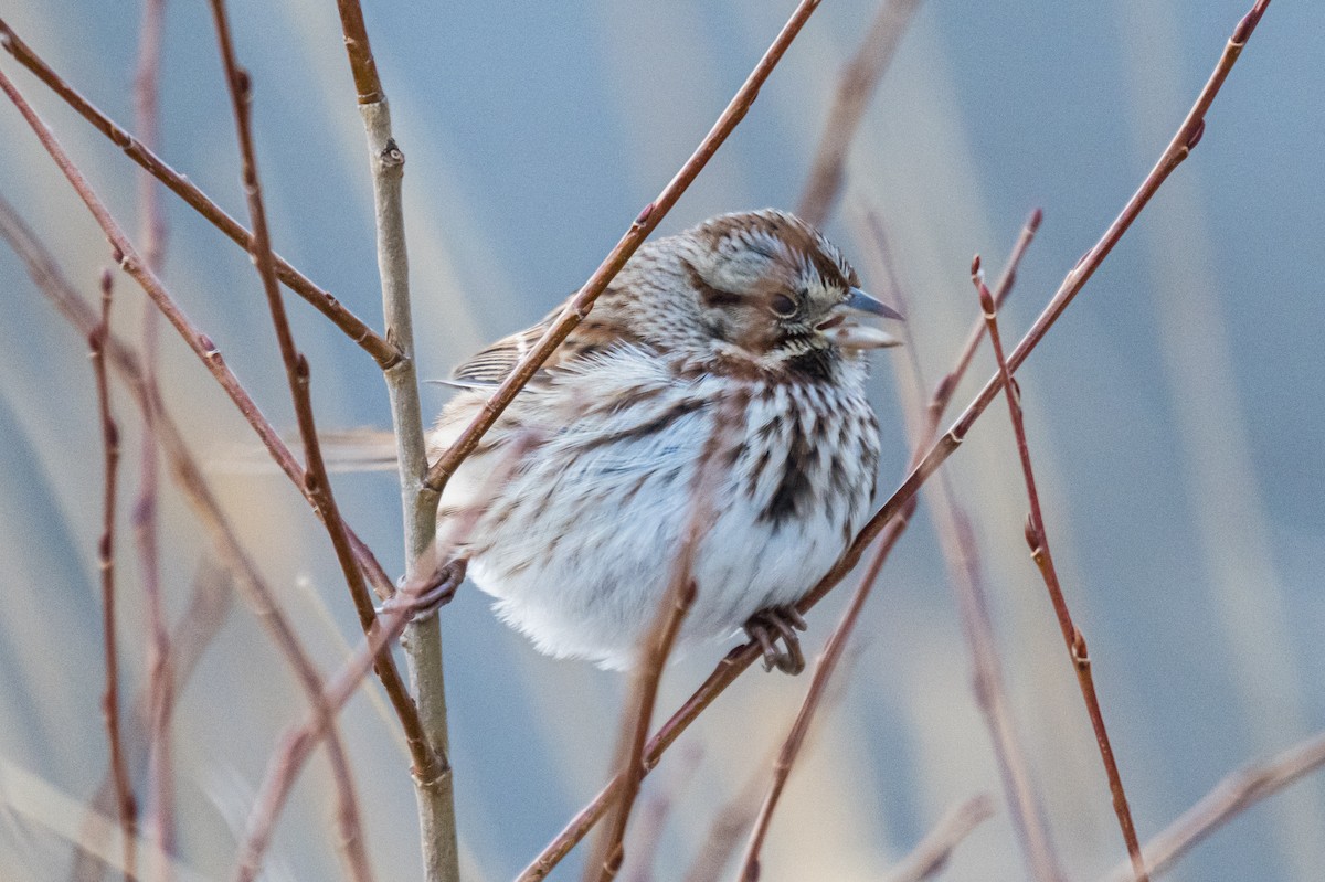 Song Sparrow - ML647122044