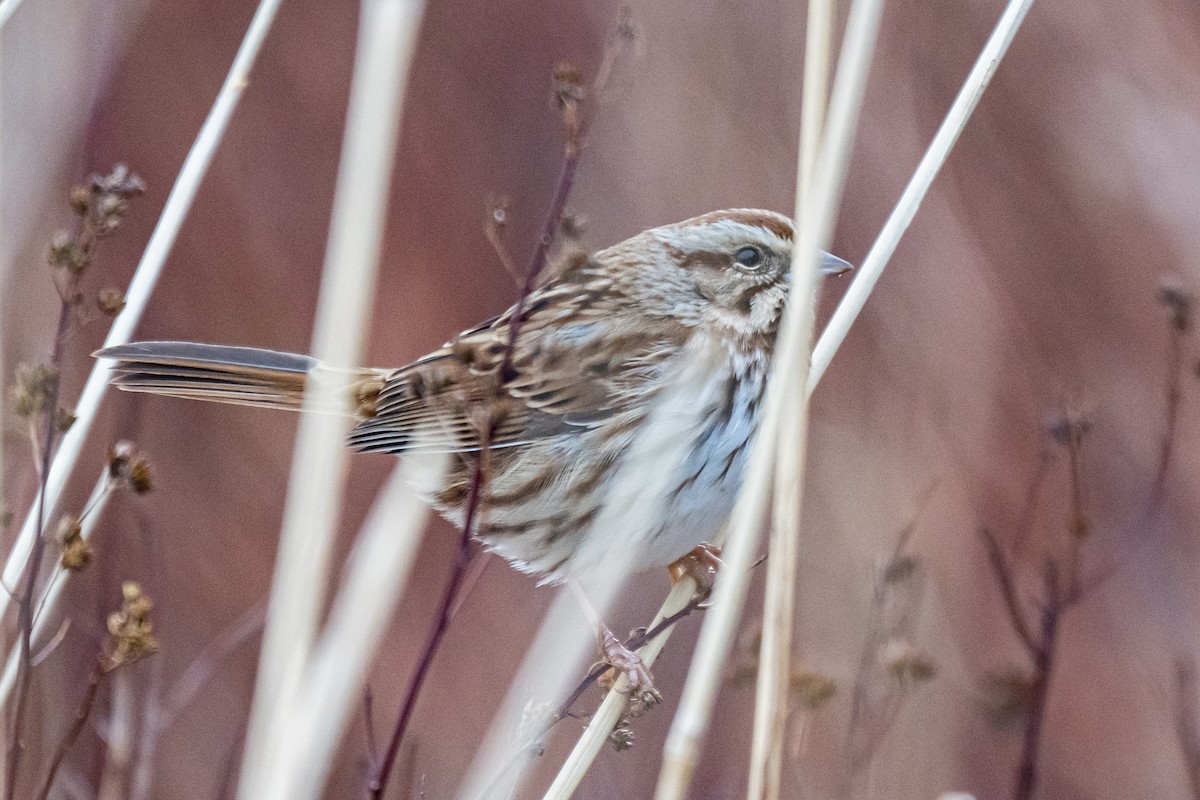 Song Sparrow - ML647122045