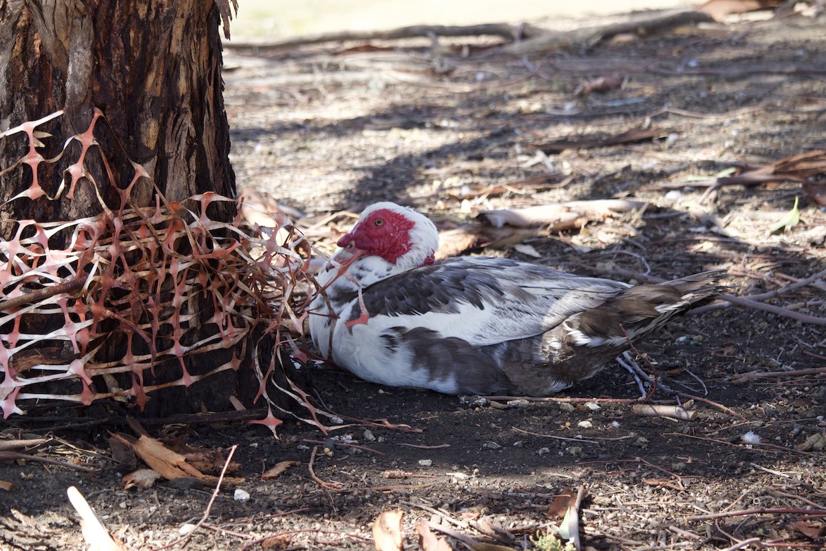 Muscovy Duck (Domestic type) - ML647122063
