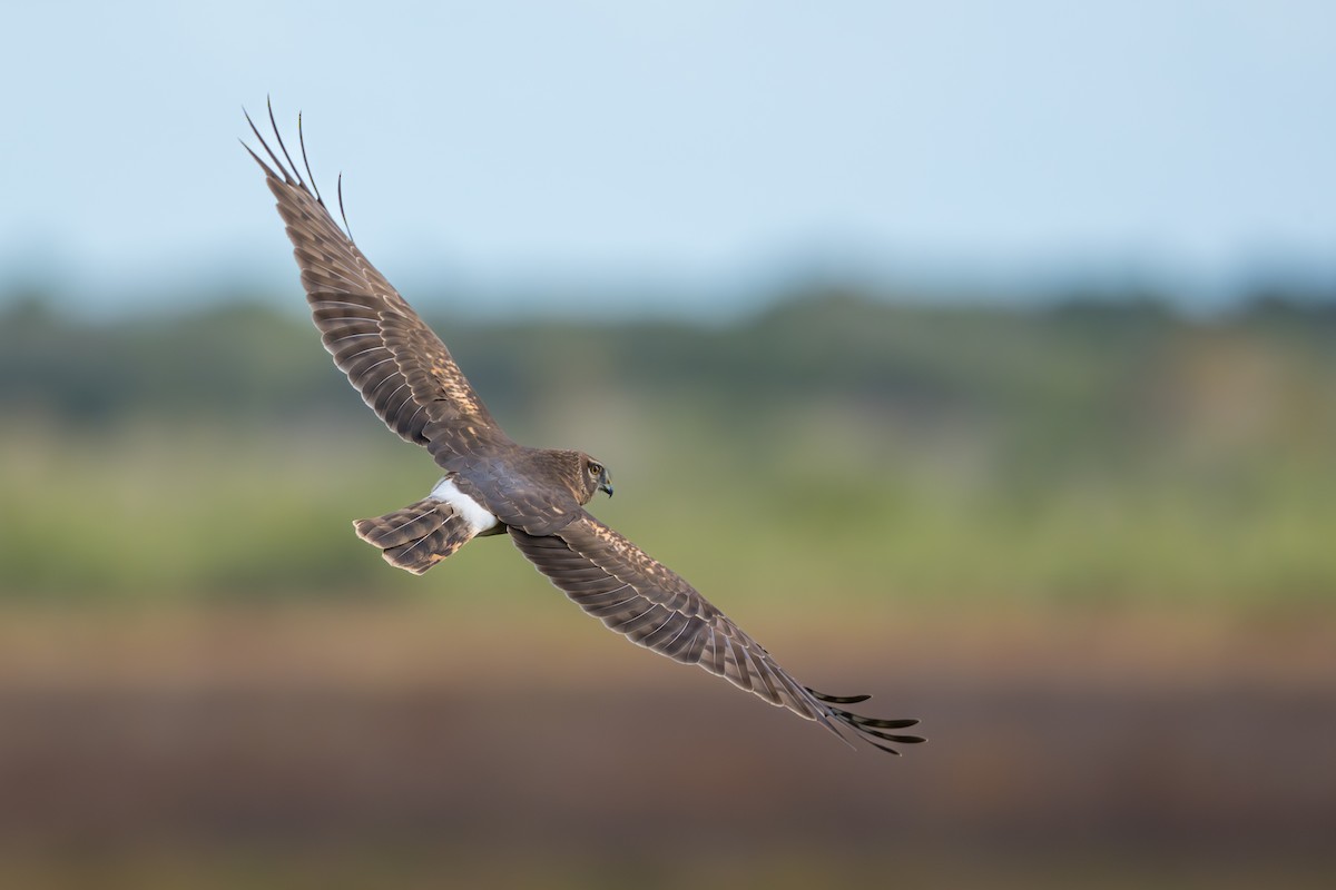 Hudsonweihe - ML647122064