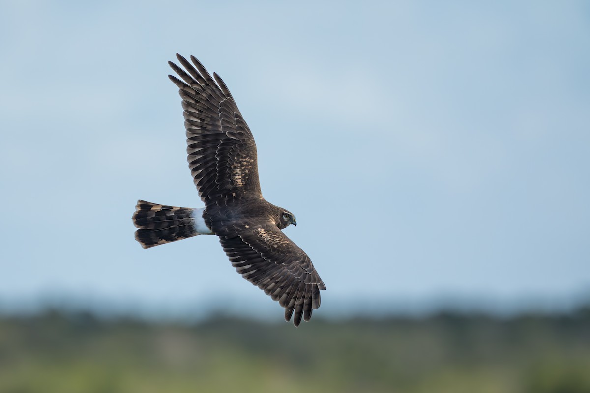 Hudsonweihe - ML647122065