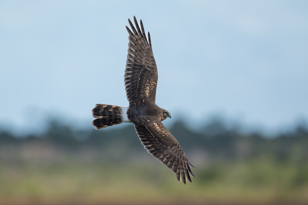 Hudsonweihe - ML647122066