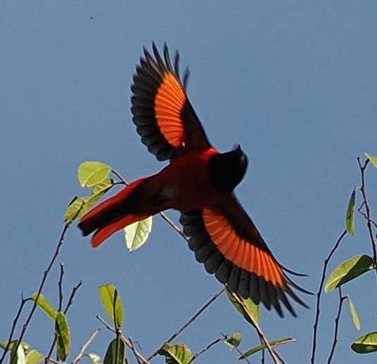 Scarlet Minivet - ML647122068